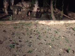 -清迈夜间动物园