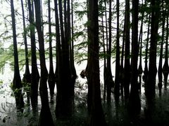 android_upload_pic-东湖落雁景区