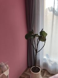 点击看大图 -优加东京秀烫染SALON