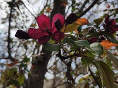 -元大都城垣遗址公园