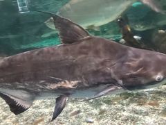 -太平洋海底世界