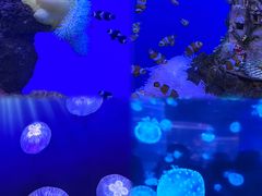 -海合安武汉极地海洋公园