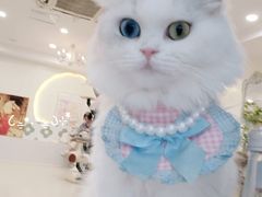 -共舞时光猫咖·狗咖(新街口店)