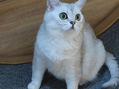 -滚猫咖啡·猫咖·猫友好撸猫(未来城店)