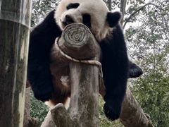 -都江堰中华大熊猫苑