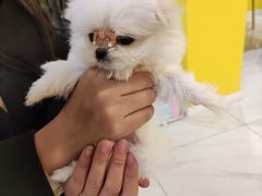 -宠爱多约克夏马尔济斯泰迪小型犬专卖