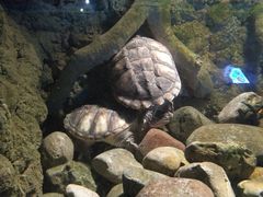 -洛阳龙门海洋馆