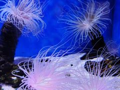 -上海海洋水族馆