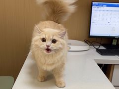 -瑞派康怡24h宠物医院·犬猫医疗中心·微创绝育(瑞景分院)