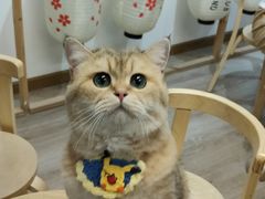 -柴迷FANS CLUB·柴犬狗咖·猫咖