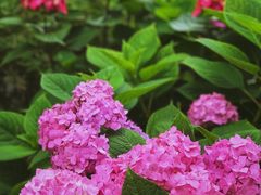 -谷咖啡·鲜花绿植花园餐厅