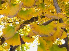 -千年银杏谷文化旅游区