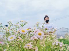 -海上花岛玫瑰园采摘