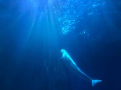 -多彩贵州城极地海洋世界