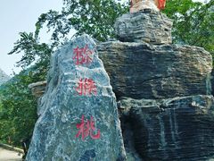 -大岭沟猕猴桃谷风景区