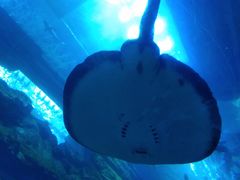 -迪拜水族馆及水下动物园