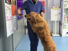 -伟伟宠物医院·CT影像中心·瑞派犬猫综合性门诊(汉口总院)