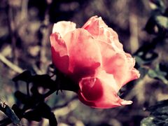 -漩门湾国家湿地公园