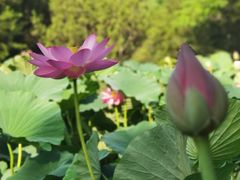 -莲花池公园