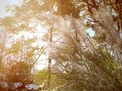 -前小桔亲子创意农场·草莓采摘·露营烧烤