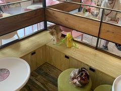 -喵匠猫主题咖啡(凯德和平广场店)