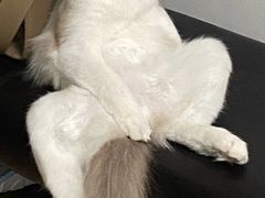 -瑞派长江宠物医院·猫科·外科·24小时夜护(谊城公寓分院)