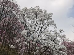 -九皇山景区