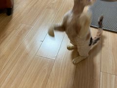 -momokira米努特·德文卷毛猫·棉花面纱犬