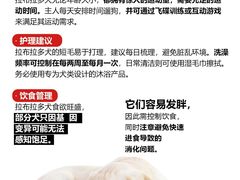 -宠爱多约克夏马尔济斯泰迪小型犬专卖