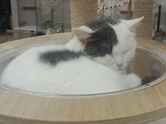 -喵园·猫主题咖啡厅·撸猫·猫咖(国贸店)