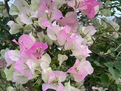 -松山湖梦幻百花洲