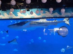 -烟台海昌鲸鲨海洋公园