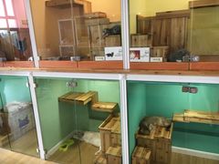 -70cat德文卷毛猫·缅因猫纯种猫舍