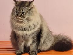 -我爱猫咪·猫咖·狗咖·安哥拉兔·羊驼咖(小寨华旗店)