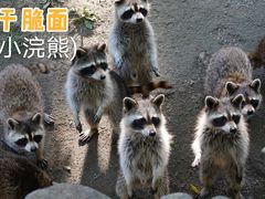 -上海野生动物园