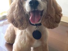 -萌宠之家·腊肠犬·马尔泰·小体犬舍