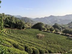 -雁南飞茶田景区