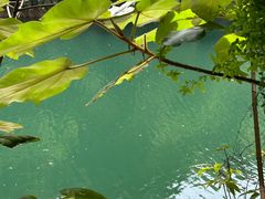 -鼎湖山风景区