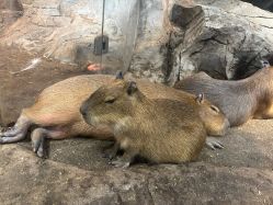 -Zoolung Zoolung动物主题公园(海信广场店)