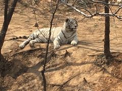 -石家庄市动物园