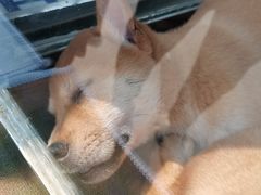 -中环花鸟鱼虫市场