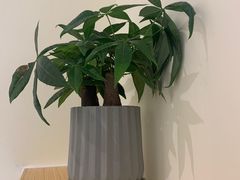 -花生咖啡 peanut coffee