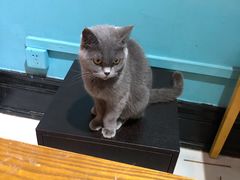 -猫色咖啡·猫咖