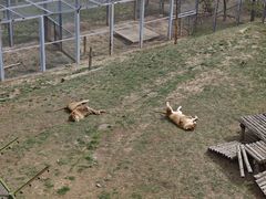 -青藏高原野生动物园
