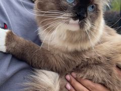 -瑞鹏宠物医院·猫科·宠保定点(梅溪湖分院)