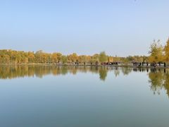 -金塔沙漠胡杨林景区