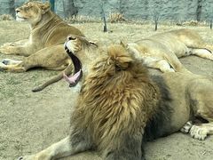 -北京野生动物园