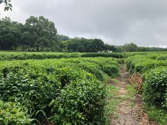 -中国茶叶博物馆(双峰馆区)