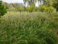 -大兴滨河森林公园