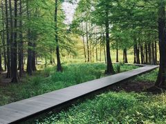 -溱湖国家湿地公园